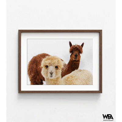 Reproduction de photo d'alpaga, reproduction encadrée de portrait d'alpaga, reproduction de photographie animalière, art mural de ferme, impression fabuleuse d'alpaga, art mural encadré