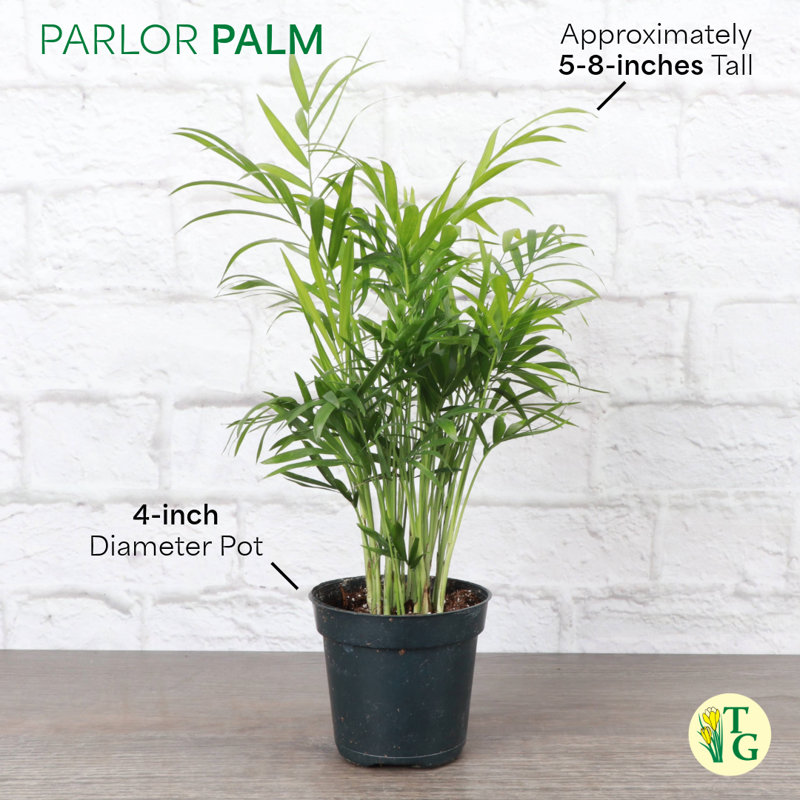 Live Parlor Palm Plant Set