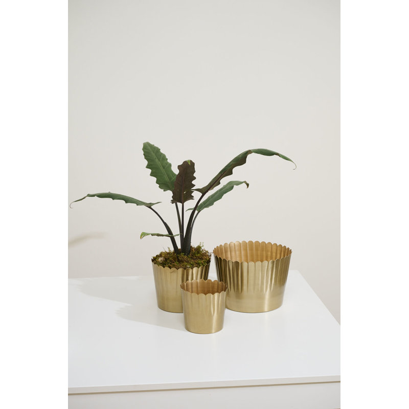 Pot Delicata 7,5 po x 6 po