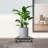 Plant Tray