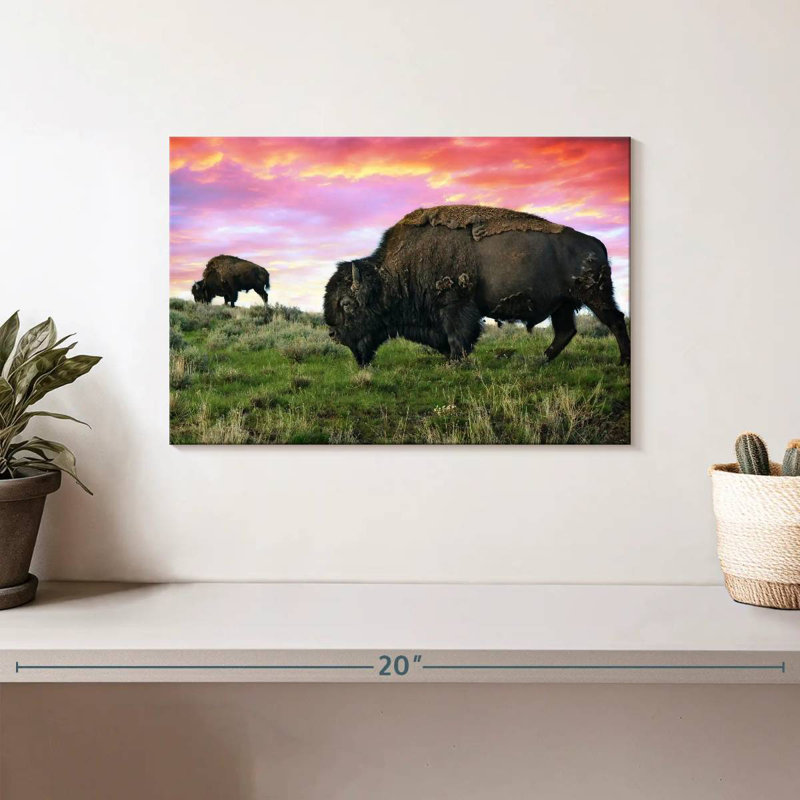 Bison And Buffalo