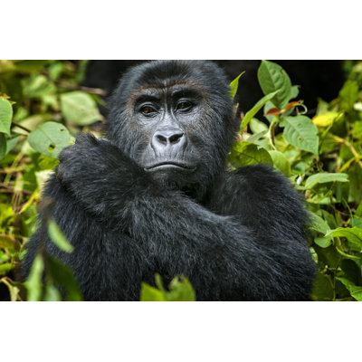Gorilla In Congo - Wrapped Canvas Print