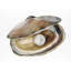 Oyster 3-41751040-41751041
