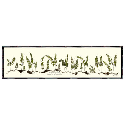 Resurrection Fern Framed Print