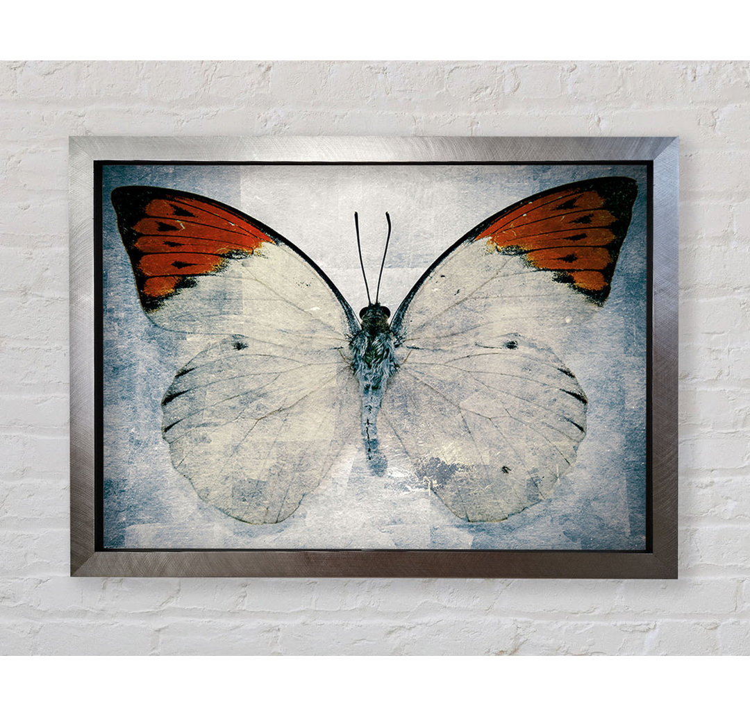 Schmetterling mit orangefarbener Spitze - Druck