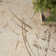 Astra Machine Washable Beige Modern Indoor Rug