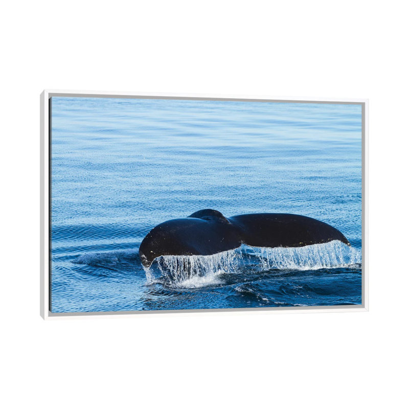 L'eau s'écoule d'une queue de baleine à bosse alors qu'elle se prépare à plonger, en Colombie-Britannique. par Brenda Tharp - impression d'art graphique
