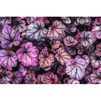 " Purple Heuchera Hybrid Obsidian " by Dedmityay