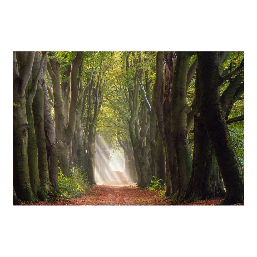 Matt Fototapete Herrlicher Tag im Wald 1,9 m x 288 cm