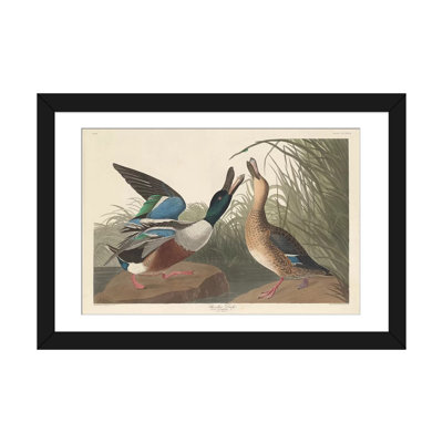 « shoveller duck », impression sur toile