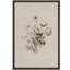 Croquis floral classique, illustrations botaniques monochromes, campagne française rustique-101752385-101752387