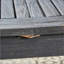 Table de salle à manger extensible en bois d'acacia, gris foncé, parfaite pour les réceptions polyvalentes et spacieuses-608150474