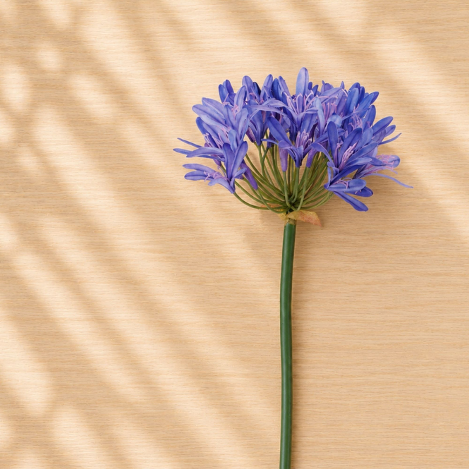 Agapanthus Flower Stem (Set of 2), Green, Purple, Pink