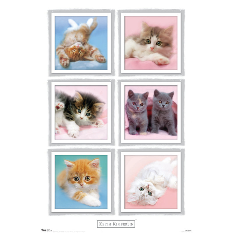 Impression sur papier kimberlin-chatons