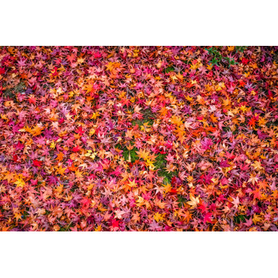 Lasheia Autumn Leaves Colourful Of Fallen Background by BbenPhotographer - Wrapped Canvas Print