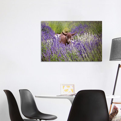 Baby Goat In Lavender by Karen Burke - Wrapped Canvas Print