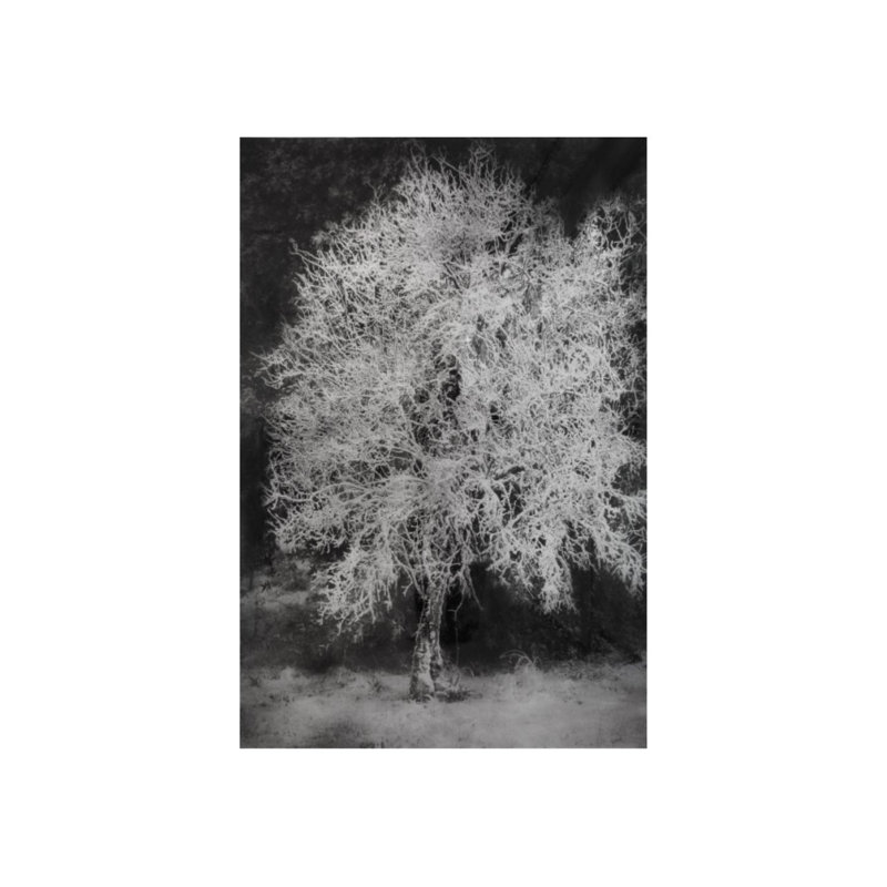 Arbre dans la neige par Harold Davis - impression, Extérieur, H 60 po x l 40 po x P 1,5 po