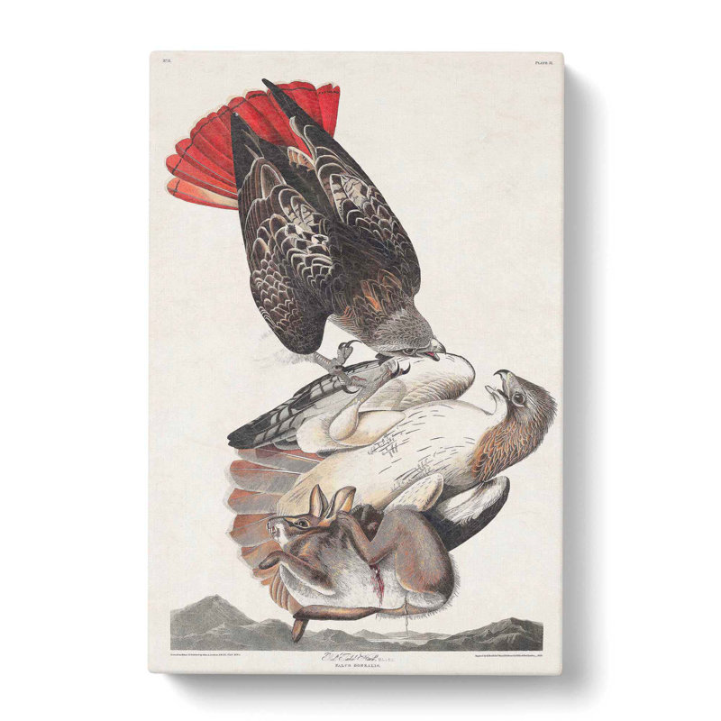 Hawks by John Audubon - Wrapped Canvas, 50cm H x 35cm W x 3cm D
