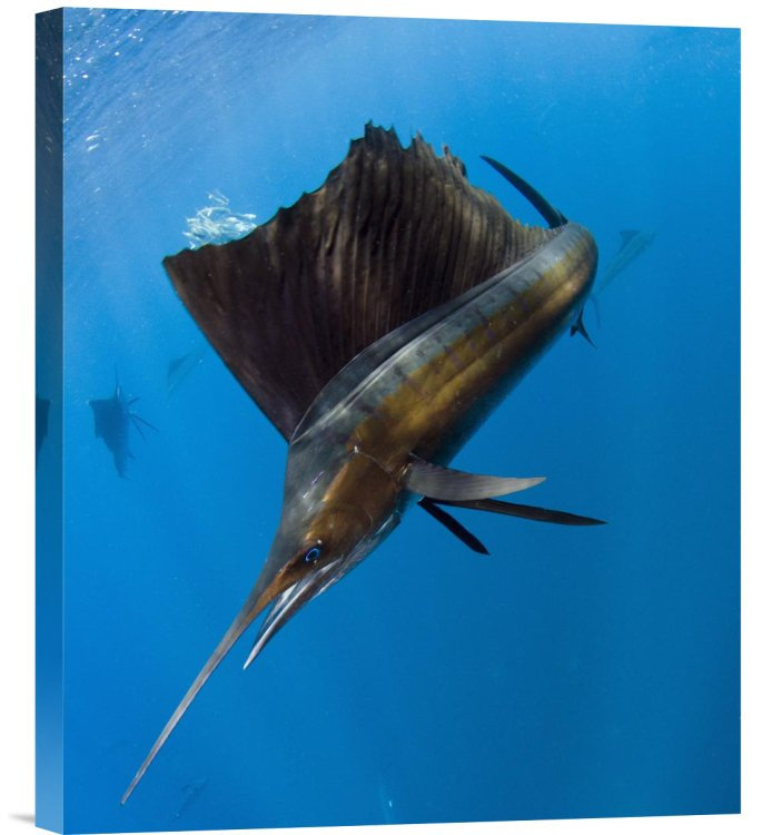 Atlantic Sailfish Hunting Round Sardinella, Isla Mujeres, Mexico - Single Picture Frame Photograph on Framed Canvas