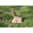 Laying Down Giraffe Statue
