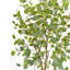 Arbre de croissance eucalyptus 7 pi