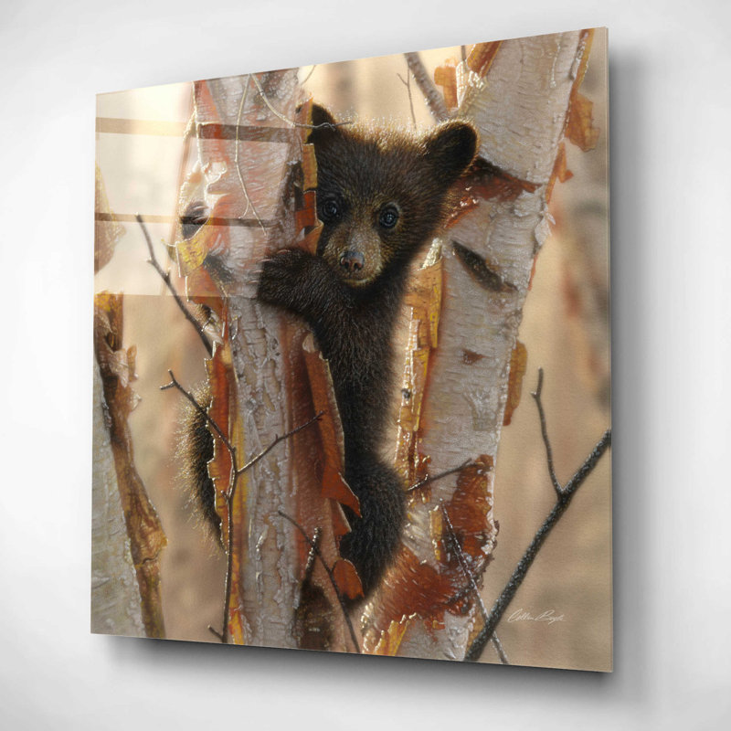 «Curious Cub II» par Collin Bogle - impression sans cadre, H 12 po x l 12 po x P 0,13 po