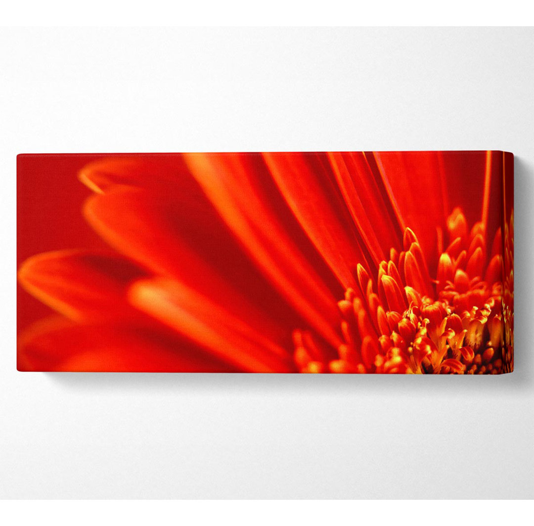 Gerahmtes Leinwandbild Red Orange Gerbera Petals