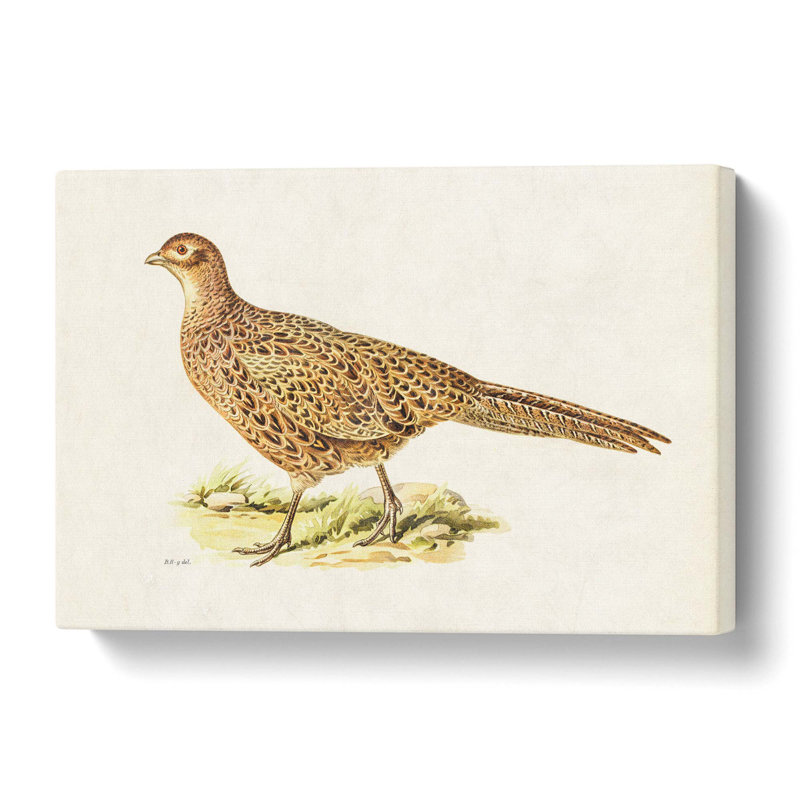 Pheasant by Von Wright - Wrapped Canvas, 50.8 cm H x 76.2 cm W