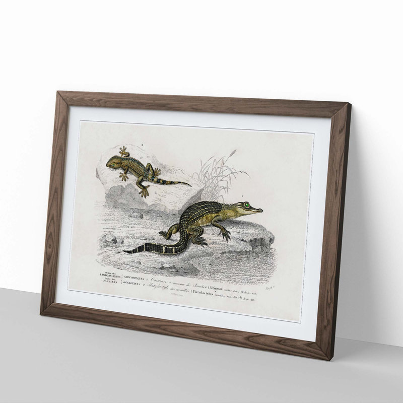 Alligator And Lizard Illustration by Charles D'Orbigny - Single Picture Frame Painting, Walnut Framed