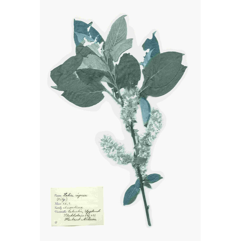 Fleurs pressées dans un spa I, H 18 po x l 12 po