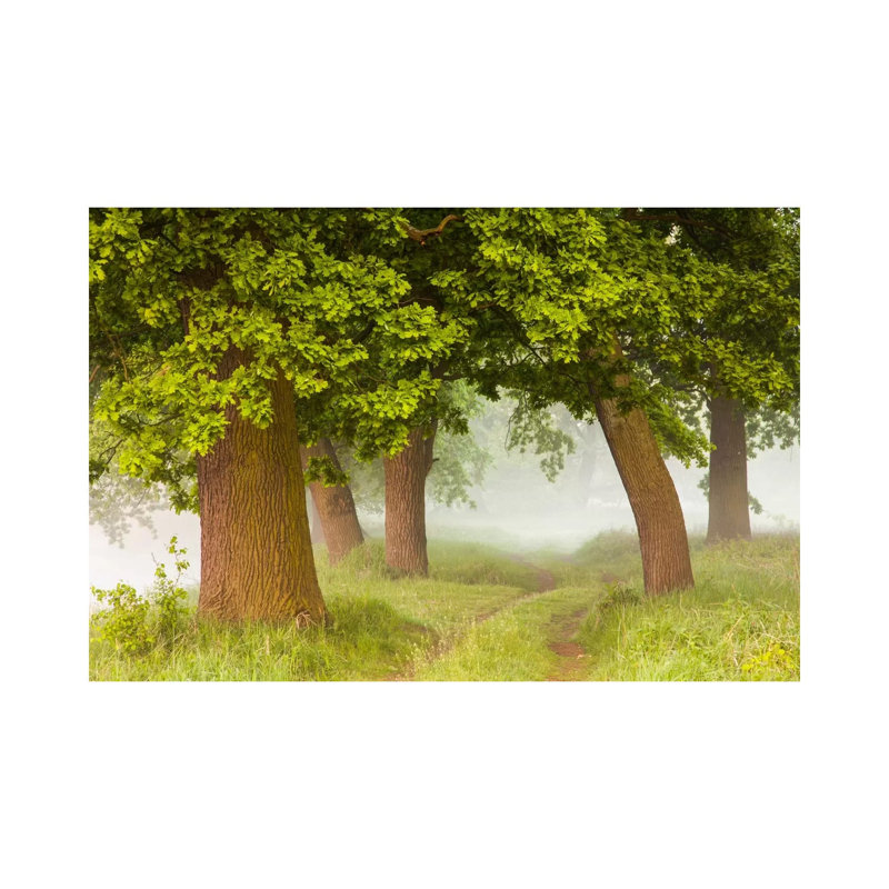 Poland, Greater Poland, Rogalin, Oaks I by Mikolaj Gospodarek - Wrapped Canvas Print, 20.32 cm H x 30.48 cm W