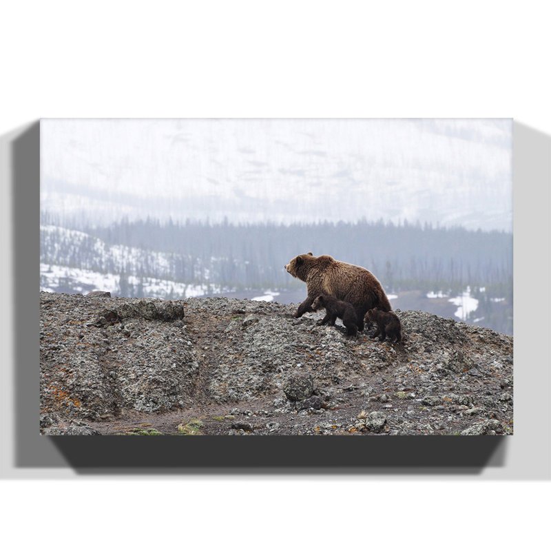 Bear Wrapped Canvas Print, 40cm H x 60cm W