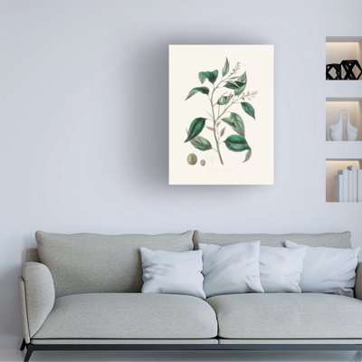 Bolog John Stephenson And Purging Croton Medical Botany Canvas Art
