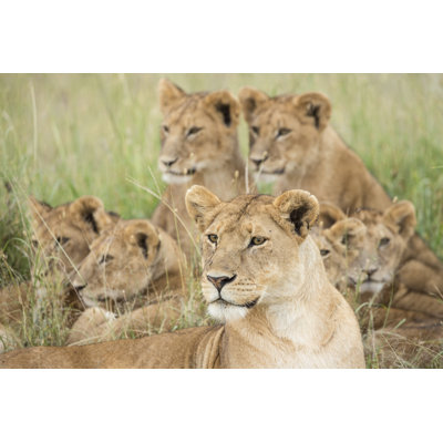 " Pride Of Lions, Serengeti, Tanzania "