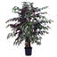 Arbre Pensershill Bush Capensia en pot