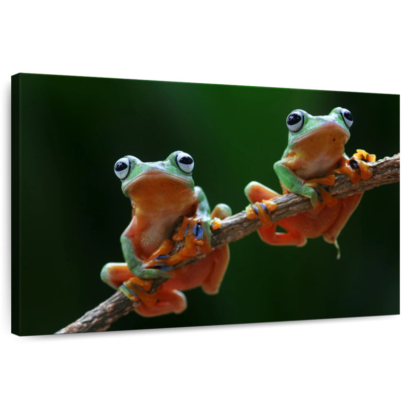 Deux grenouilles volantes de Wallace, H 32 po x l 48 po