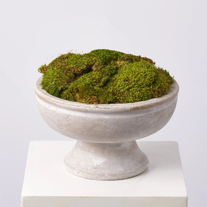 Mousse dans un grand vase en pierre