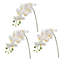 Phalaenopsis 27 po Natural Touch 