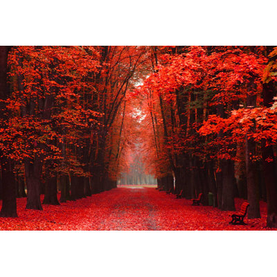 " Autumn Park " Color Photography Print