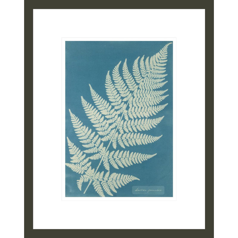 «Lastrea Spinulosa» par Anna Atkins, impression giclée encadrée, H 16,75 po x l 13,35 po