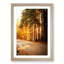 Sunlight Through the Forest - Framed Print-55614013-55614015