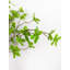 Branche de saule artificiel dans un vase
