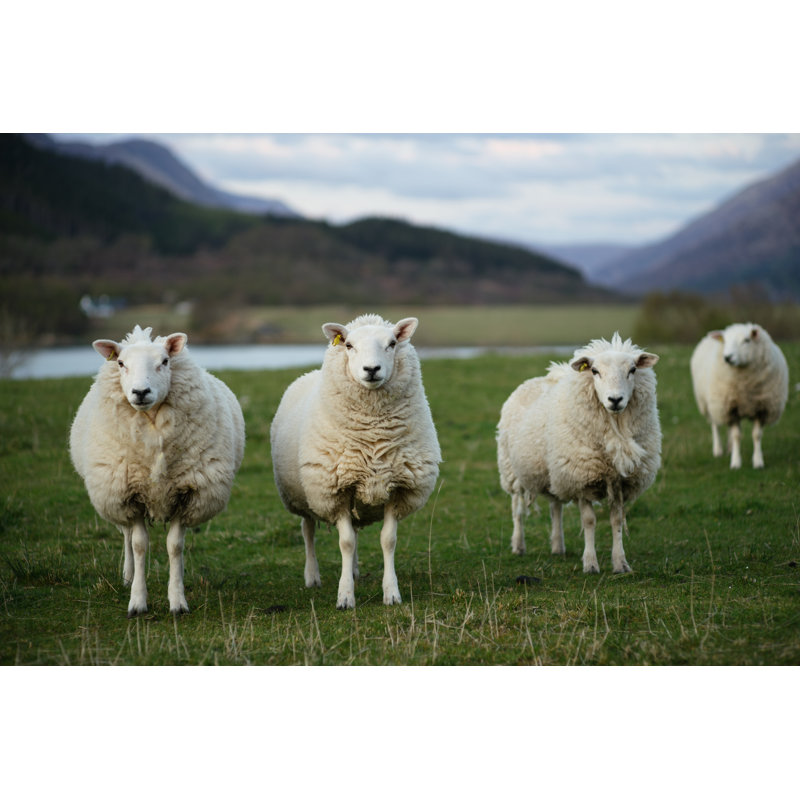 Sheep In Scotland by Bene A - Wrapped Canvas Print, 30cm H x 46cm W x 3.8cm D