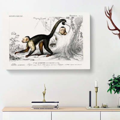 Capuch In Monkeys by Charles D Orbigny - Wrapped Canvas