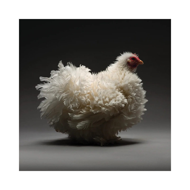 Frizzle Cochin by Chicken - Wrapped Canvas Gallery-Wrapped Canvas Giclée, 66.04 cm H x 66.04 cm W x 1.91 cm D