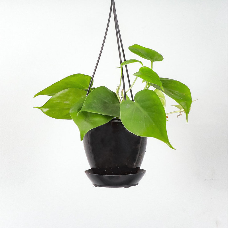 Live Green Philodendron Plant in Hanging Pot