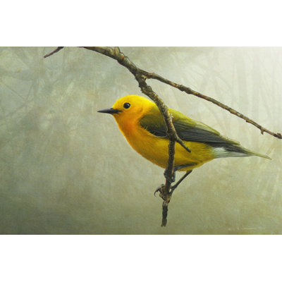 " Prothonotary Warbler " by Chris Vest
