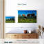 Lilie Zaanse Schans Sheep-111881382