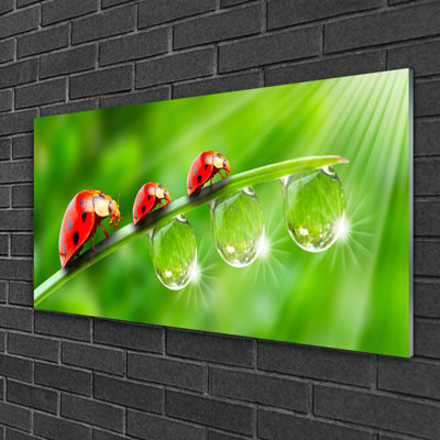 Floral Grass Ladybug Drops Of Dew - No Frame Print on Glass