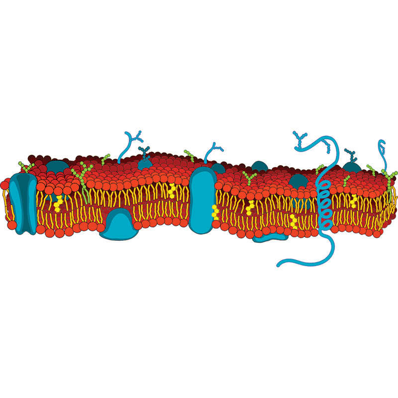 Cell Cell Cellup Standup